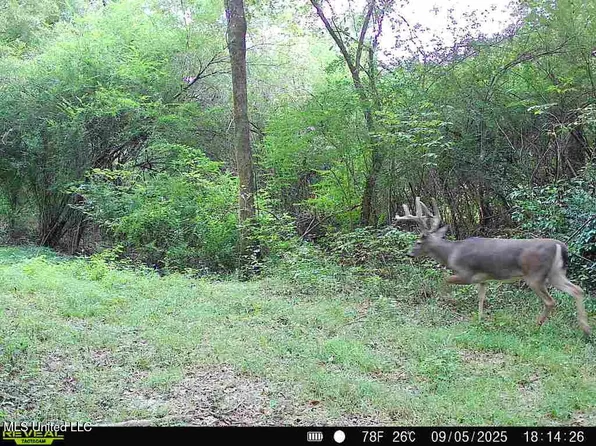 0 Old Highway 80 E, Morton, MS 39117