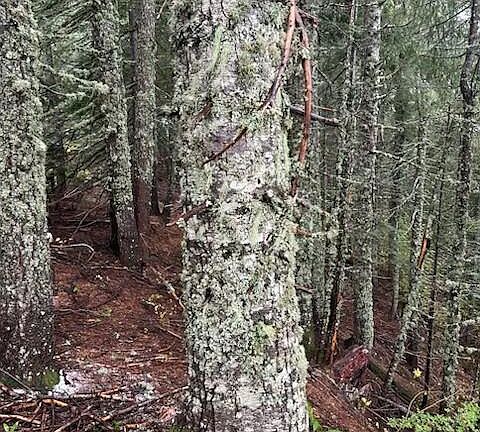 4th image of 0 Forest Rd #2820-100