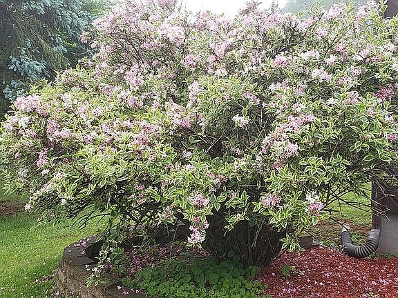 Mature plantings