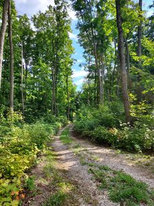3580 S Jordan River Rd, Elmira, MI, 49730