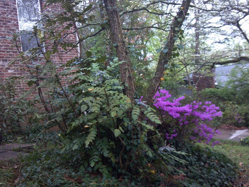 Azaleas and Dogwoods blooming