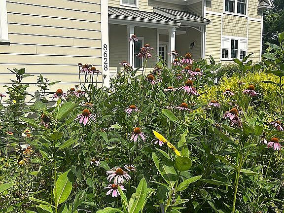 Pollinator garden 