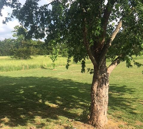 view from front porch