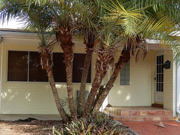 Front entrance with heavy duty metal glass & screened door and multi-paneled wood door behind it.
Specimen multi stem palm accents the front entrance.