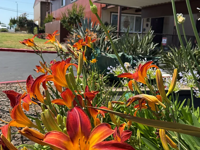 Orangevale Plaza Townhomes — Photo 9