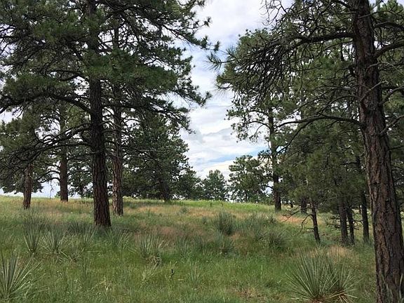 3rd image of 47412 Loblolly Pine Cir