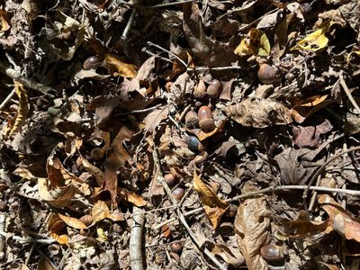 0 Baker Rd, Hohenwald, TN, 38462