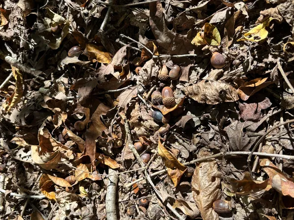 0 Baker Rd, Hohenwald, TN 38462