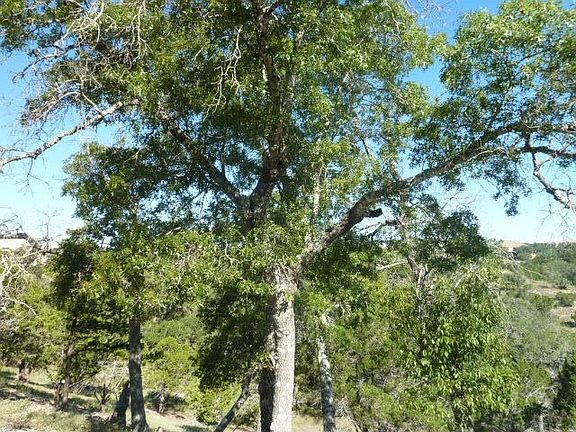 5th image of 1539 Redcloud Peak