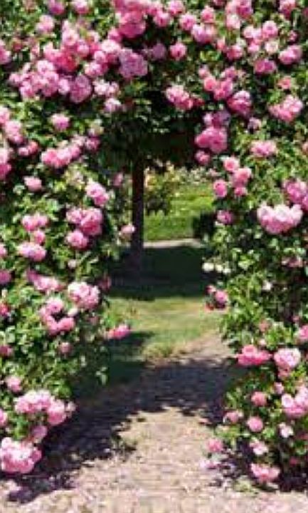Rose arch