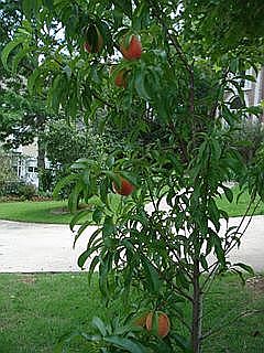 Fruit trees front and back
