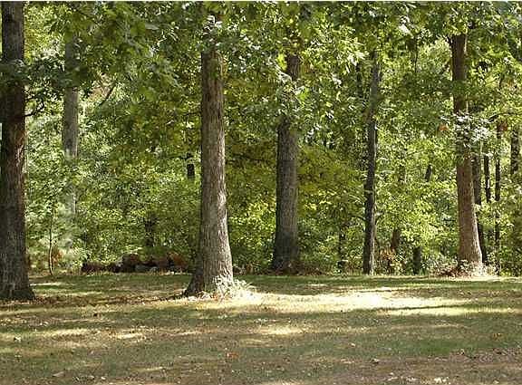 Wooded Property
