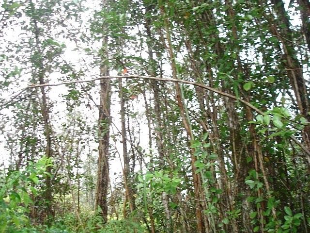 1st image of Road 11 Pulelehua Lot 6072