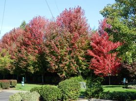 Springwater Trail Apartments