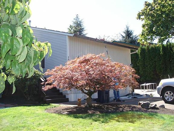 Front Yard Japanese Maple