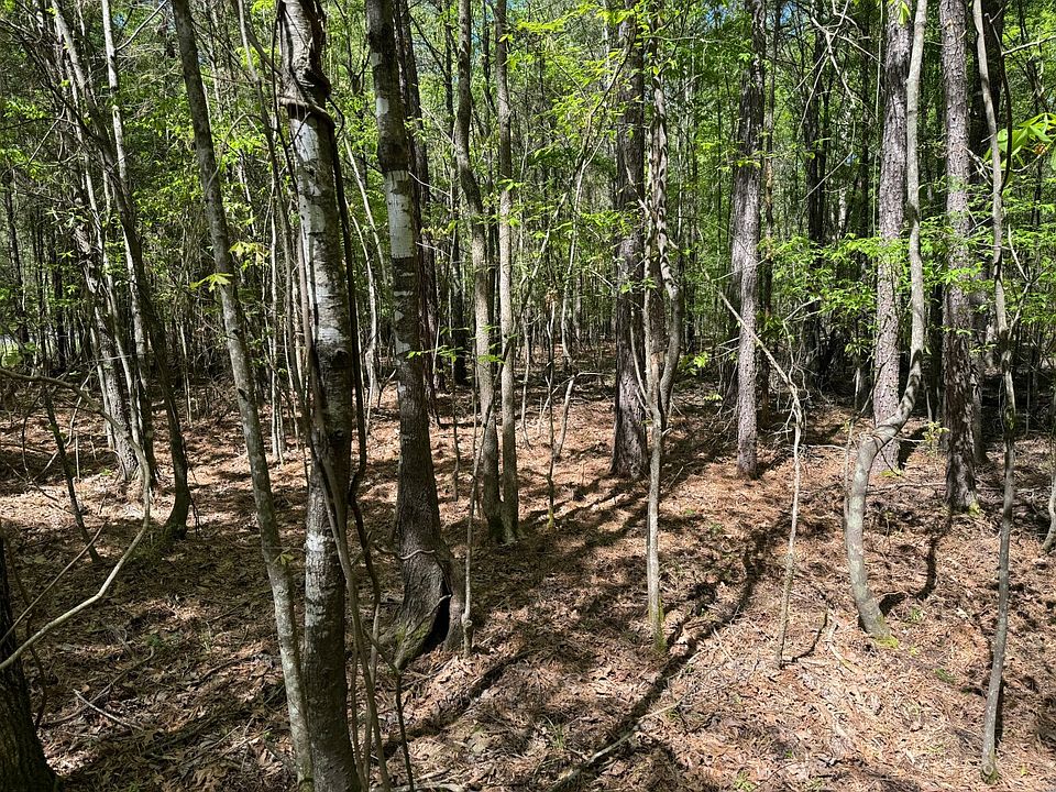 Beautiful mixed stand of 25 year old hardwood and pine trees.