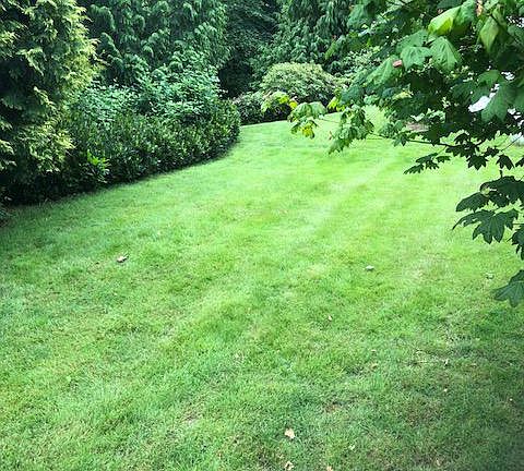 Backyard, green belt to photo left