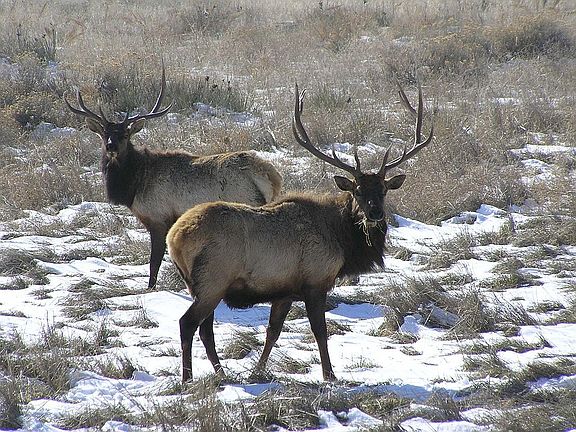 Back Yard Wildlife