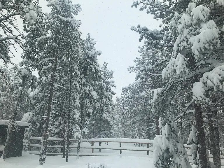 Snowy backyard.