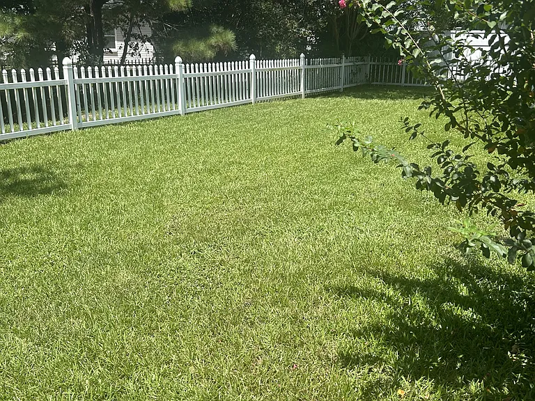 Back yard