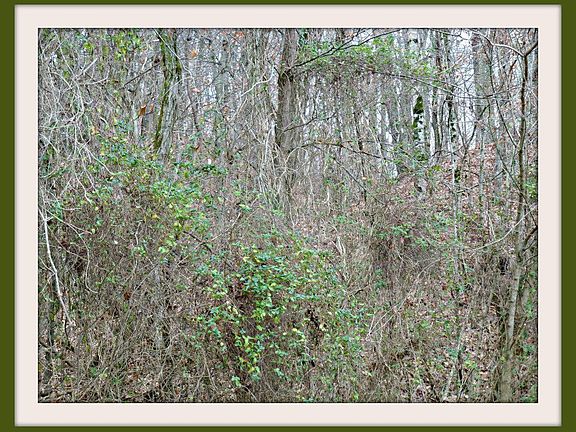 2nd image of 305 Bluff Rd Lot 3.05