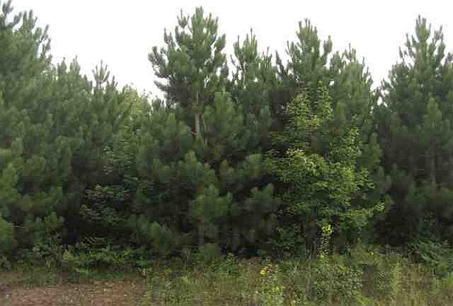 Nice Pines
