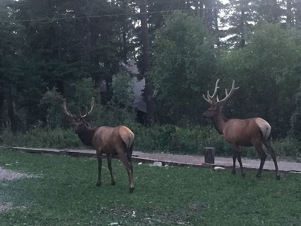 Wildlife in our front yard