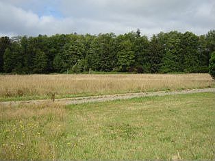 Pasture for horses, cows????