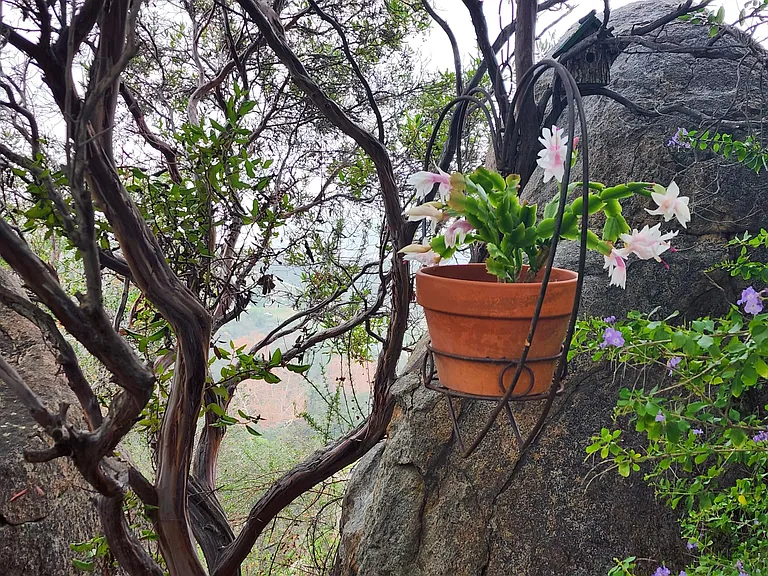Boulders next to patio