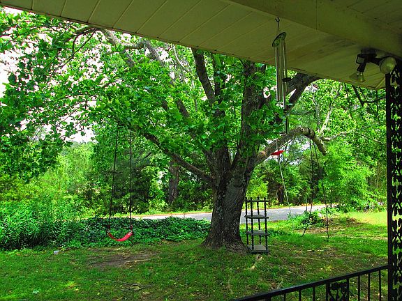 Poplar Tree with Zipline