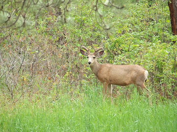 Back meadow from deck view
