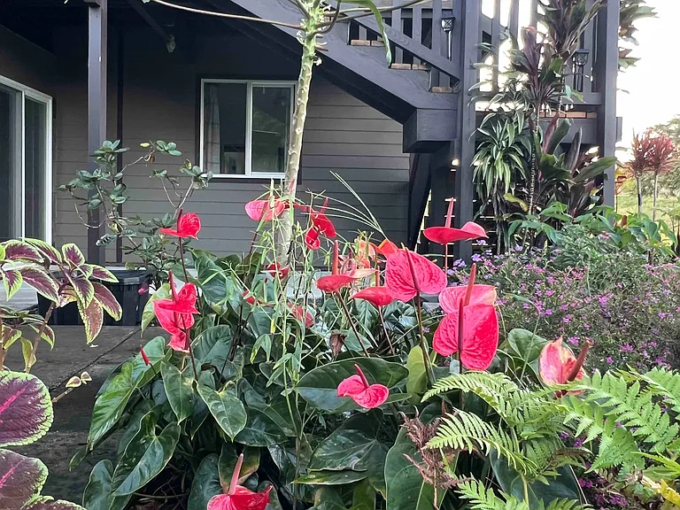 Garden paths surround the home