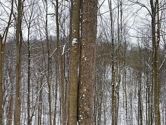 3rd image of 0 Morris Ridge Rd Tract 2