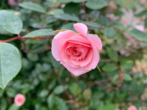 Mini roses love to grow