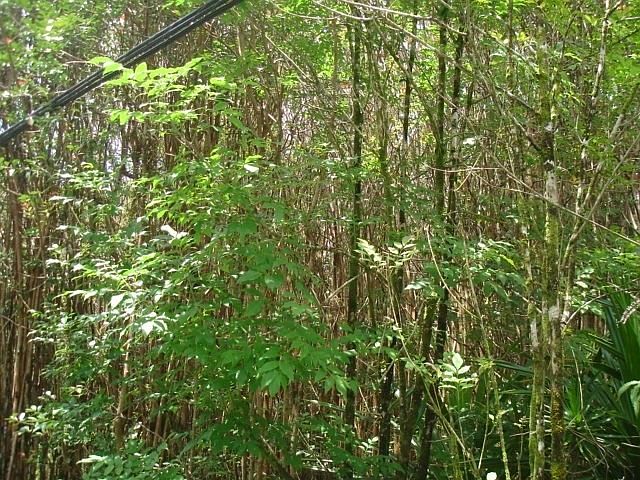1st image of Road 8 Moho Lot 5173