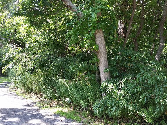 Wooded lots for sale