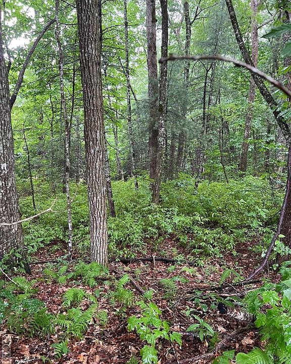 2nd image of Lot 40 Narrows Road