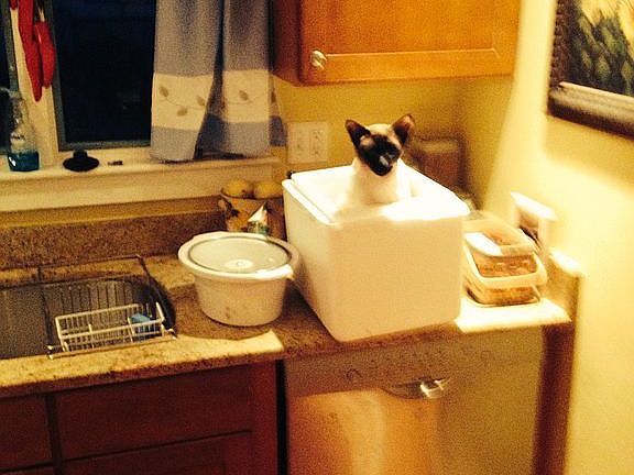 Bosch silent dishwasher