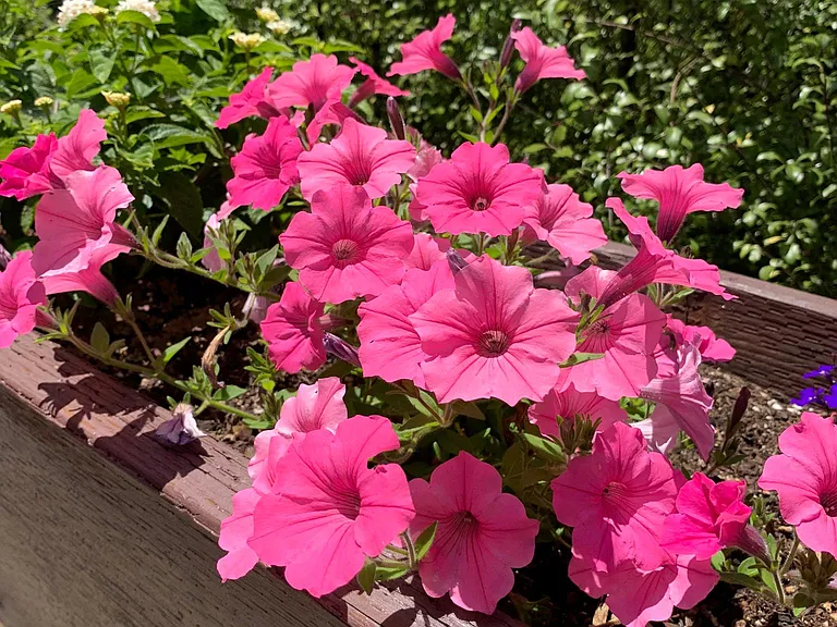 Petunia adorning pool area.