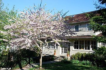 Springtime Blossoms