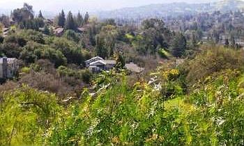 2nd image of 334 Primrose Dr
