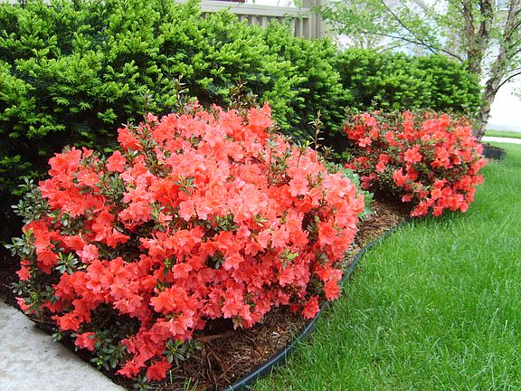Front Yard (Spring)