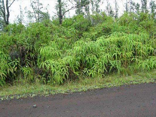 2nd image of S Kumu St