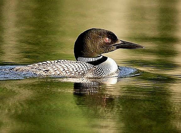 Familiar Loons