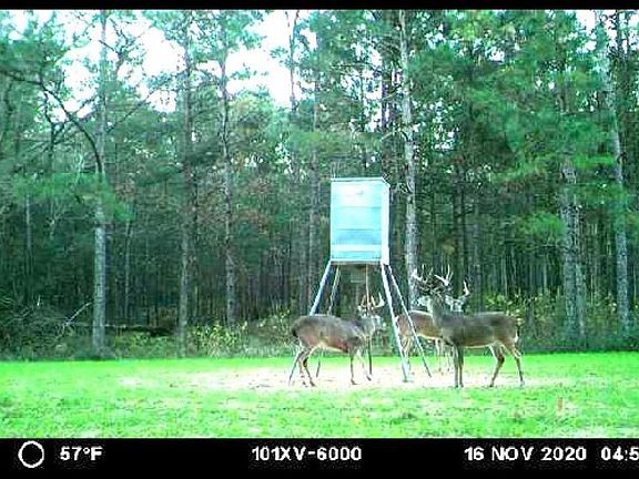 Three Bucks 