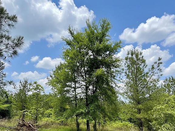 2nd image of 669 Timber Creek Trl