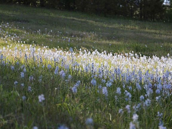Front yard in Spring