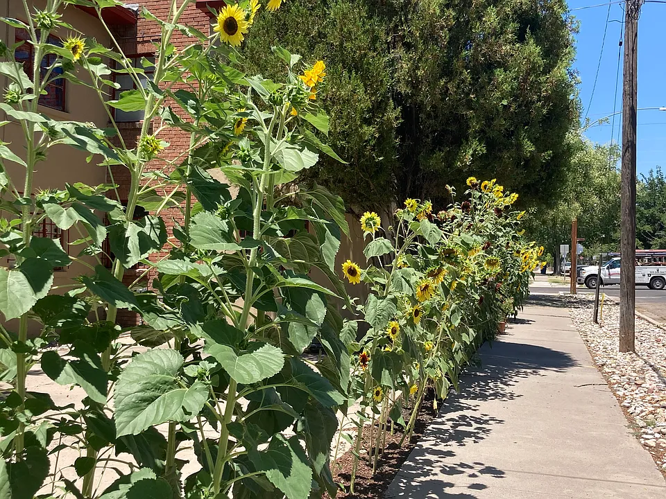 SunFLOWERS_07172020