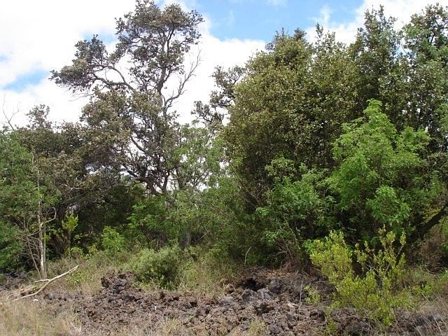 2nd image of Coral Pkwy Lot 31