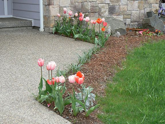 Tulips